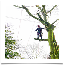 JN TreeSurgeon - John North